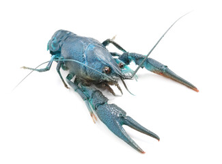 Blue crayfish isolated on white. Freshwater crustacean