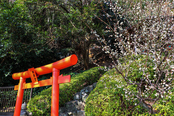 神社の赤い鳥居と白い梅