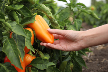 Farmer picking bell pepper from bush in field, closeup. Harvesting time - Powered by Adobe