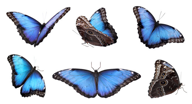 Set of beautiful blue morpho butterflies on white background. Banner design
