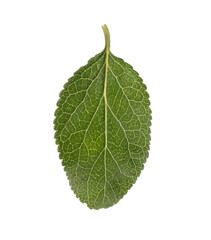 Fototapeta premium Fresh green plum leaf isolated on white