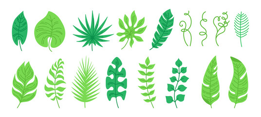 Exotic leaves cartoon set. Tropical abstract foliage, flat plants. Monstera, palm, branches and wild leaf collection. Hawaiian hand drawn green jungle. Vector illustration on white background