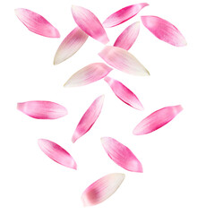 Beautiful pink lotus flower petals falling on white background