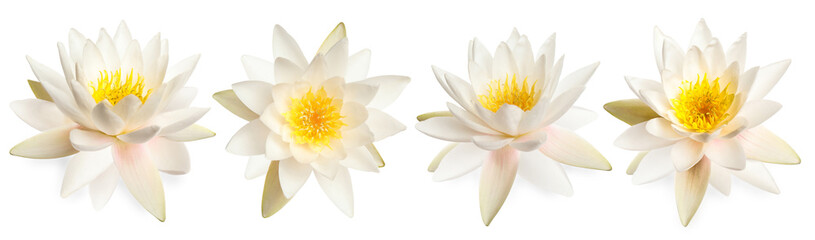 Set of beautiful lotus flowers on white background. Banner design - obrazy, fototapety, plakaty