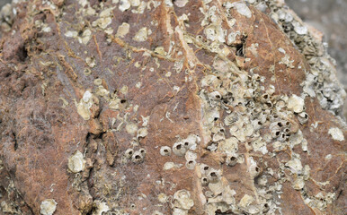 Shells stick on the surface of the rock