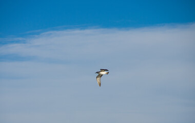 flying beach bird