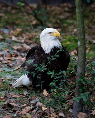 Bald Eagle Stock Photos.  Bald Eagle adult standing on ground displaying brown feather plumage, white head, yellow beak, yellow talons, eye, in his environement and habitat. Picture. Portrait. Image.