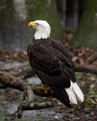 Bald Eagle Stock Photos.  Close-up profile view perched exposing  of its body, head, beak, eye, plumage, tail, talons, with a blur background in its environment and habitat. Image. Picture. Portrait.
