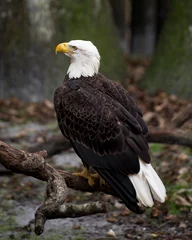 Foto op Plexiglas Bald Eagle Stock Photos.  Close-up profile view perched exposing  of its body, head, beak, eye, plumage, tail, talons, with a blur background in its environment and habitat. Image. Picture. Portrait. ©  Aline