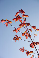 Red Maple