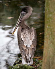Brown Pelican Stock Photos. Brown pelican juvenile bird by the water with a close-up profile rear...