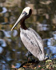 Brown pelican stock photo. Brown pelican by the water with a close-up profile view displaying brown feather plumage, body, wings, eye, head, beak, with blur background. Image. Picture. Portrait.