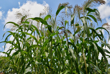 Corn Stalks Against Blue Sky Pattern or Texture