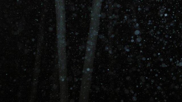Snow falling at night, Maine, USA