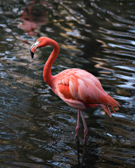 Flamingo stock photos.  Flamingo bird close-up profile view in the water displaying its spread wings, beautiful plumage, pink plumage, head, long neck, beak, eye, in its surrounding and environment.