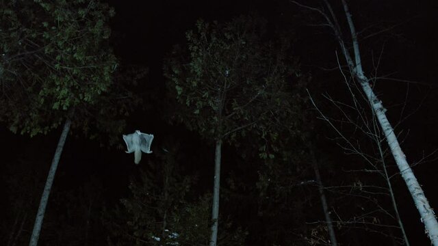 Gliding southern flying squirrels, Maine, USA