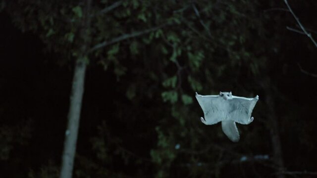 Gliding southern flying squirrel, Maine, USA