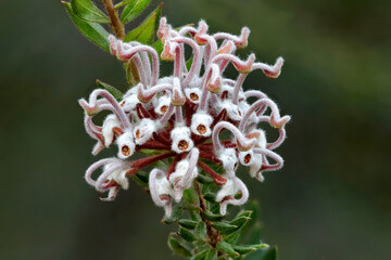 Grevillea buxifolia - Grey Spider Flower