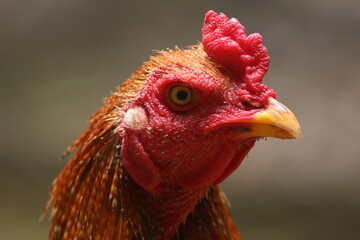 Perfect photography of a chicken while i was on holiday. The lighting at the time of photography was perfect, creating a dynamic and vibrant colour.