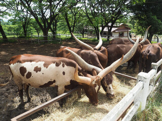 Watusi cow eating dry grass in farm shoe his big horn 
