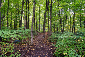 A colorful forest on a fall day