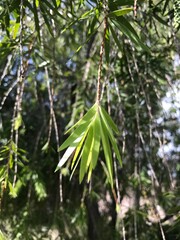 Fototapeta premium pine tree branches