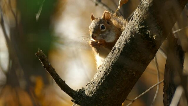 Cute American red squirrel eating nut while sitting on branch in forest, closeup