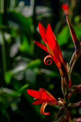 red flower with green texture background