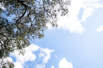 sky and clouds with tree branches