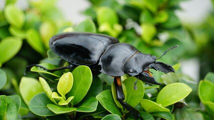 Closeup stag beetle hang on the leaf