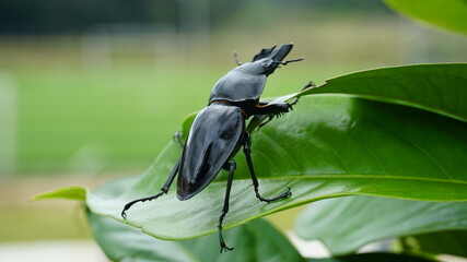 Closeup stag beetle hang on the leaf