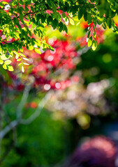 fresh green leaves in spring and  contrast red bokeh background