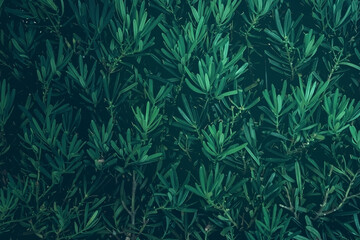 Beautiful nature background of vertical garden with tropical green leaf	