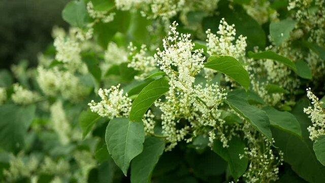 Knotweed bloom invasive plant Reynoutria flower or blossom bees Fallopia japonica Japanese, expansive intruder neophyte achenes calamity flowers honey bee Apis mellifera flying insects collect saw
