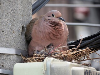 under the care of mom's coat