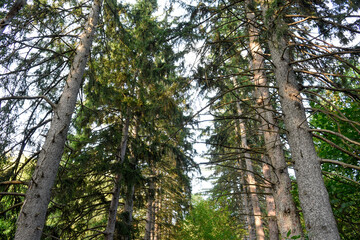 Trees in the Woods