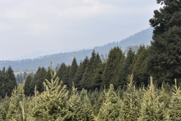 Paisaje de pinos