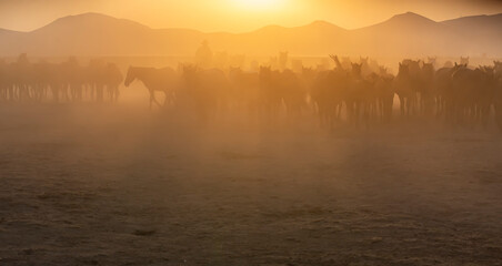 Wild horses run in foggy at sunset