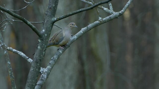 Dove bird sits Perched upon a Tree Branch in a Forest as another Bird Zooms By
