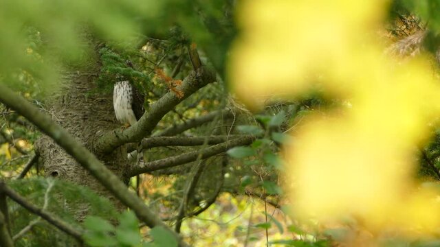Birds Of Prey, A Falcon Perched During Fall In Wooded Landscape