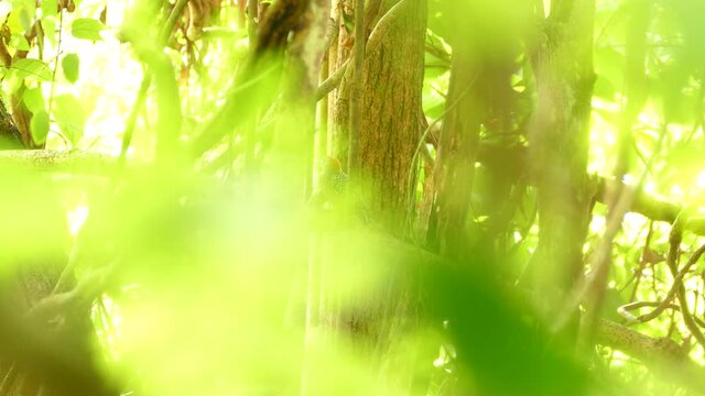 Hoffmann's Woodpecker sitting on a branch in a tropical rainforest of Costa Rica.