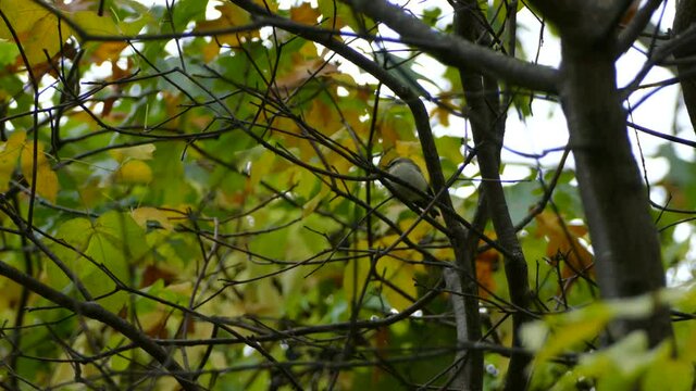 Small kinglet Bird Perched In Colourful Fall Trees, North American Songbird