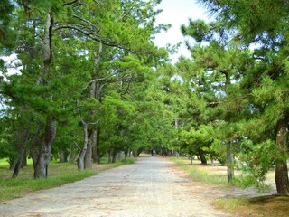 京都府･日本三景･天橋立