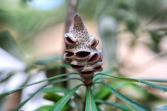 Banksia Integrifolia Seed Pod