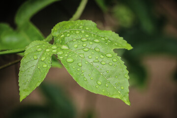 drops of water on the leaves. green nature background
