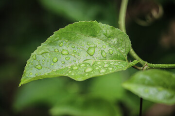 drops of water on the leaves. green nature background