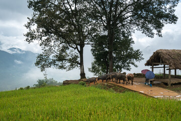 Terraced rice field with big tree landscape of Y Ty, Bat Xat district, Lao Cai, north Vietnam