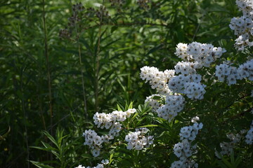 white flowers