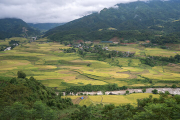 Fototapeta na wymiar Terraced rice field landscape in harvesting season in Y Ty, Bat Xat district, Lao Cai, north Vietnam