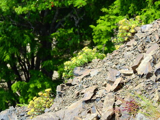 南アルプス･南アルプス･高山植物